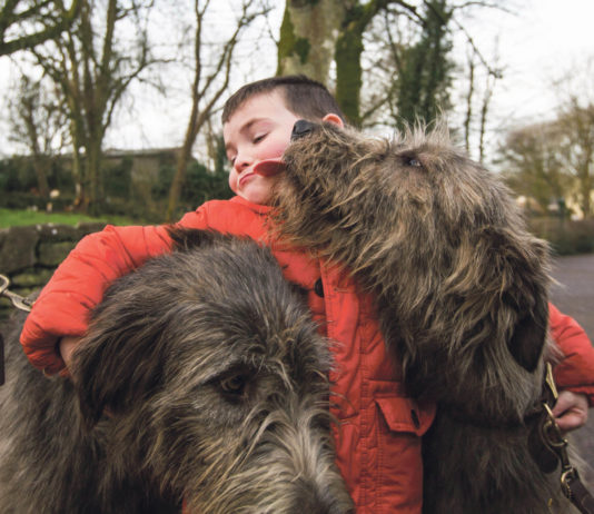 Ronan Behan from Kildimo gets up close and personal with the Irish wolfhounds that were re-introduced to Bunratty Folk Park last year. Photo: Sean Curtin
