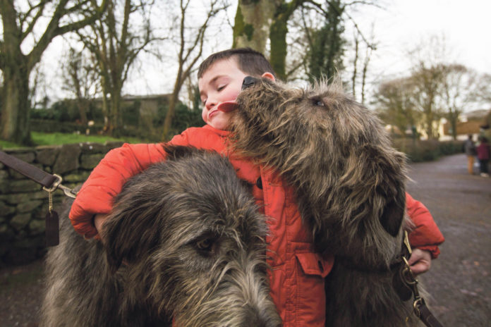 Ronan Behan from Kildimo gets up close and personal with the Irish wolfhounds that were re-introduced to Bunratty Folk Park last year. Photo: Sean Curtin