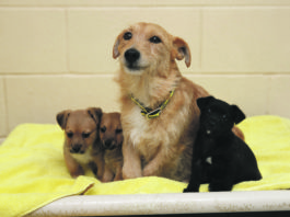Terrier cross Tati and her 8 week puppies Tayana, Tefi and Timoti recovering in Dogs Trust after they were found dumped in a box on the side of a road in Tyrellstown. So far this year the charity has received 370 requests from people looking to surrender their dogs. 18/02/2019 Photograph: ©Fran Veale NO REPRO FEE