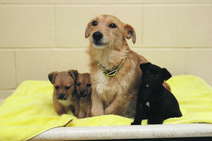 Terrier cross Tati and her 8 week puppies Tayana, Tefi and Timoti recovering in Dogs Trust after they were found dumped in a box on the side of a road in Tyrellstown. So far this year the charity has received 370 requests from people looking to surrender their dogs. 18/02/2019 Photograph: ©Fran Veale NO REPRO FEE