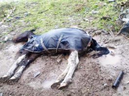 The dead horse on the Knockalisheen Road last week.