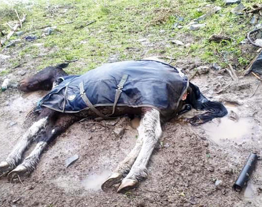 The dead horse on the Knockalisheen Road last week.