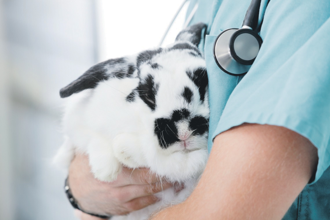 ISPCA urges Limerick people to neuter pets to prevent overpopulation