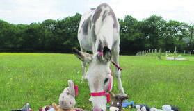 This yea’s Teddy Bear’s P0icnic at the Donkey Sanctuary located at Liscarroll, Mallow, north County Cork takes place on Thursday July 4 (weather permitting).