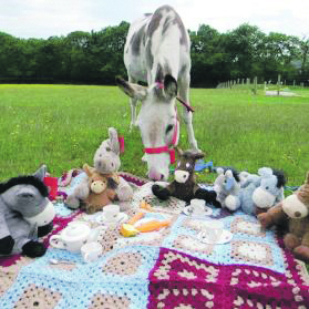 This yea’s Teddy Bear’s P0icnic at the Donkey Sanctuary located at Liscarroll, Mallow, north County Cork takes place on Thursday July 4 (weather permitting).