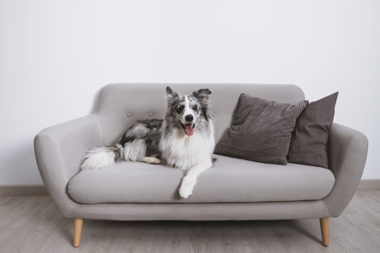 Rental crisis in Ireland affects dog ownership