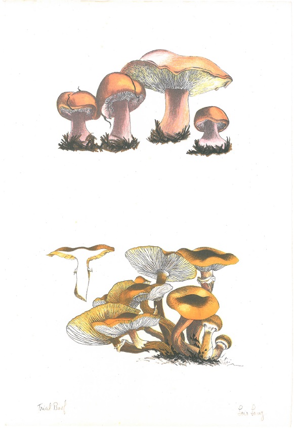 Mushroom Book_detail of lithograph print by Lois Long_PG I