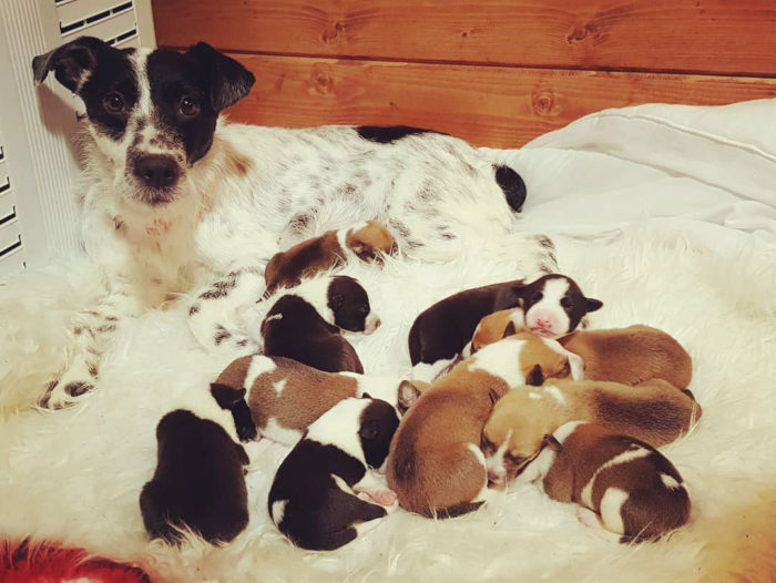 Dogs Trust launches ‘Nicer to Neuter’ campaign in a bid to help reduce