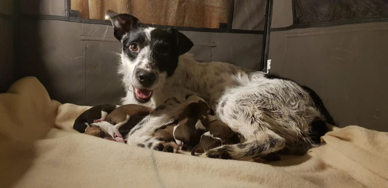 Dogs Trust launches ‘Nicer to Neuter’ campaign in a bid to help reduce unwanted puppies in Ireland