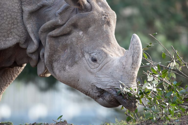 New Female Rhino Maya Arrives at Fota in time for Valentines