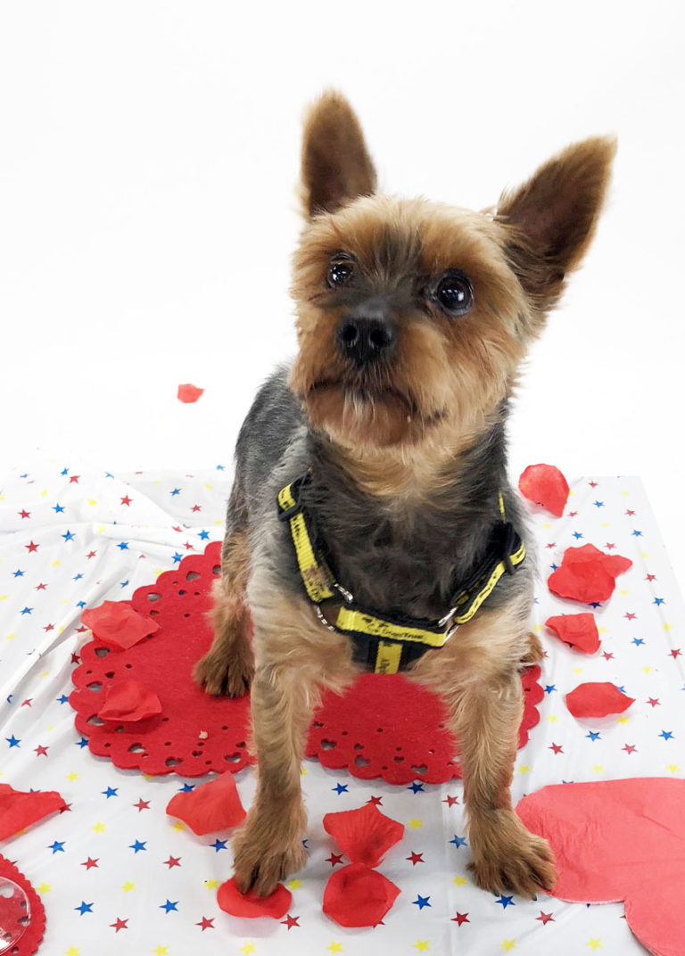 Dogs Trust will help find your perfect match this Valentine’s Day