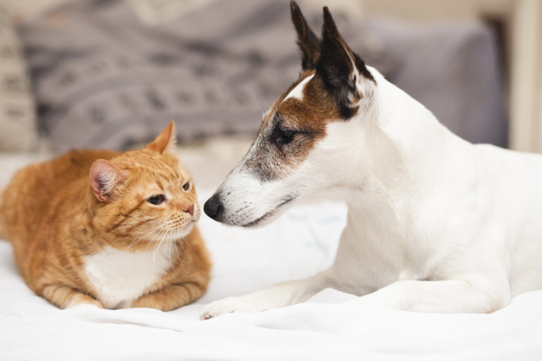 ISPCA offers advice for pet care during COVID-19