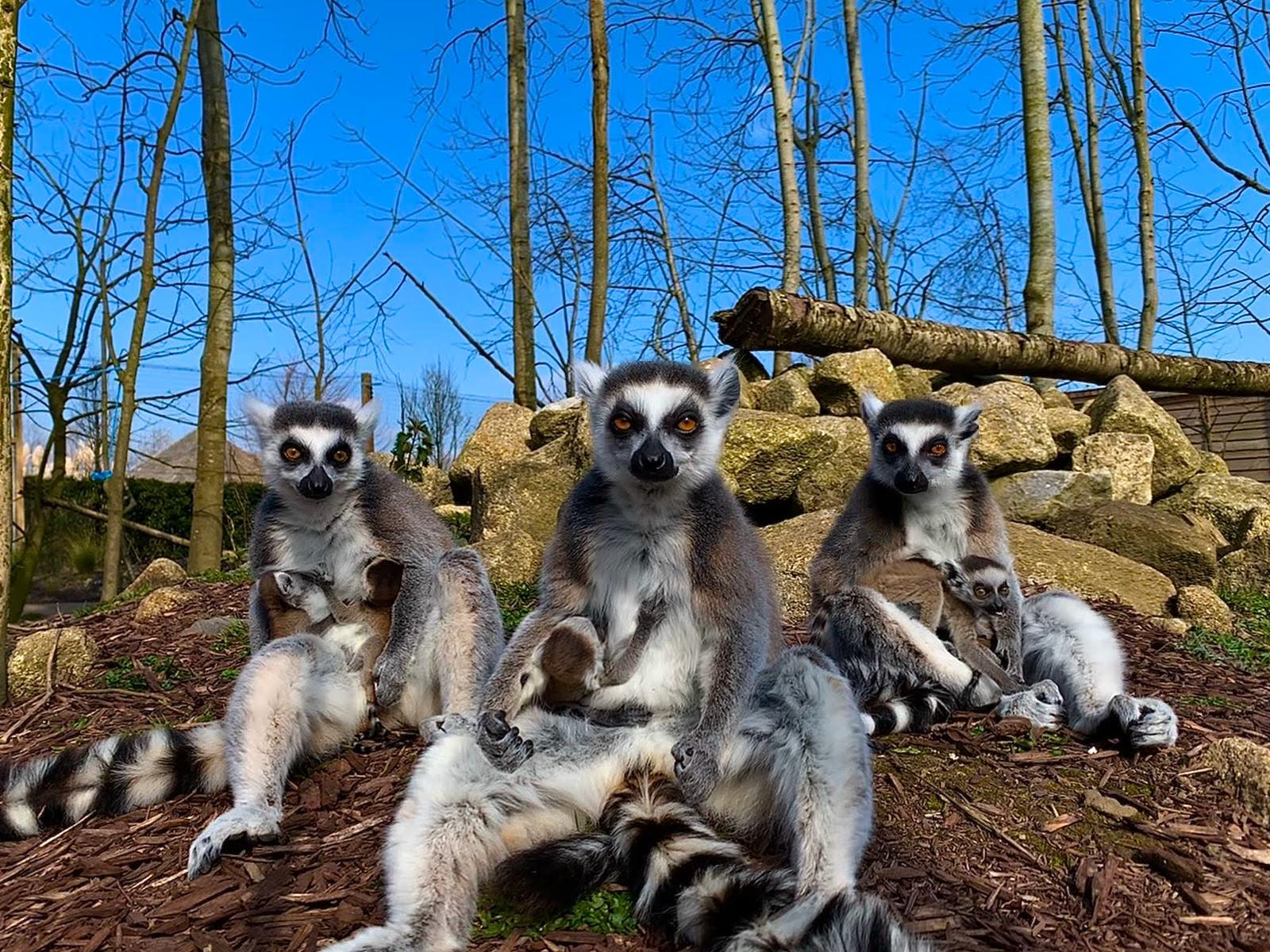 Tayto Park welcomes the arrival of twin Lemurs