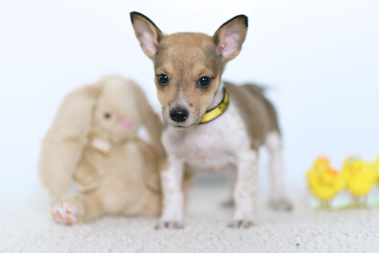 Dogs Trust warns of the dangers of Easter chocolate for dogs