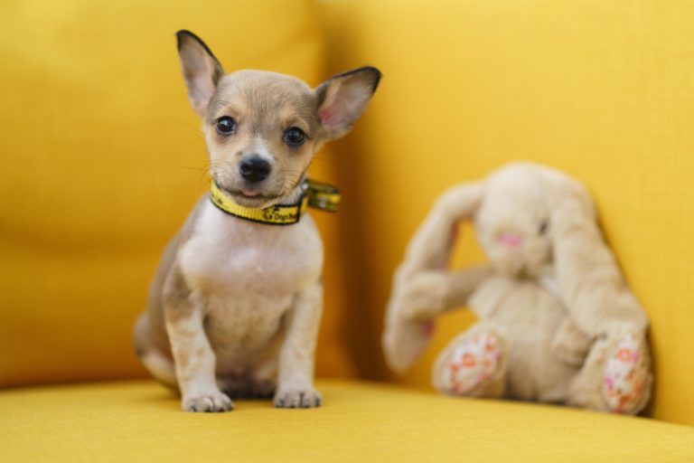 A lot of puppy love in Crecora