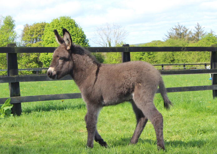 Lockie the foal - The Donkey Sanctuary Ireland ii