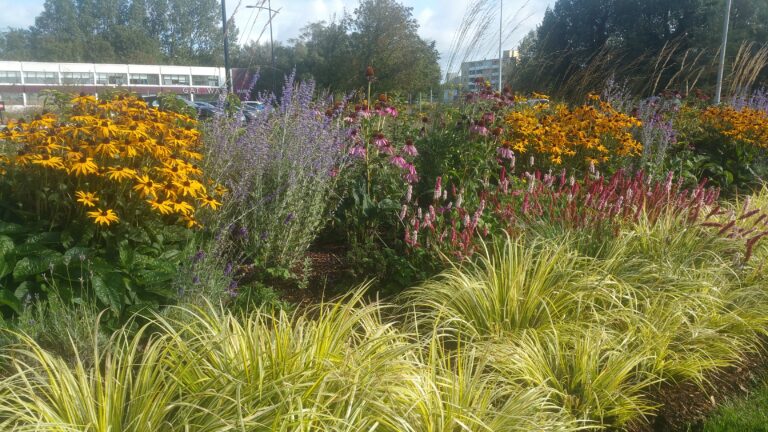 Biodiversity-friendly landscaping schemes to benefit Limerick City roundabouts