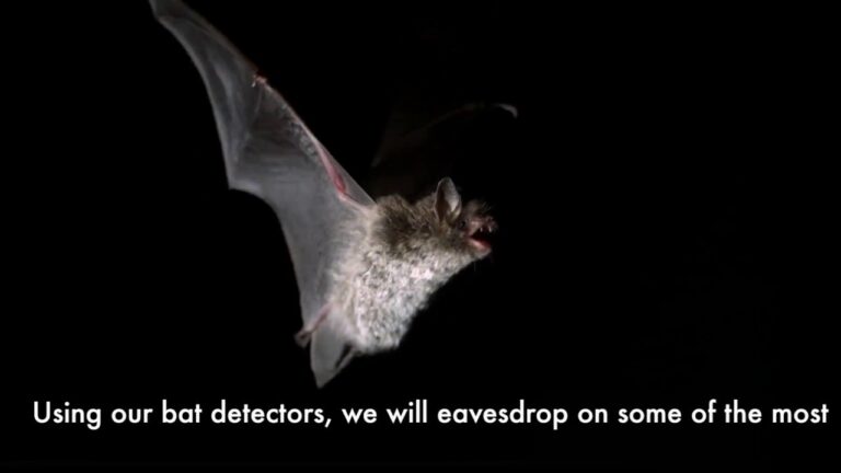 Ireland’s First Ever Virtual Bat Walk to take place in Limerick