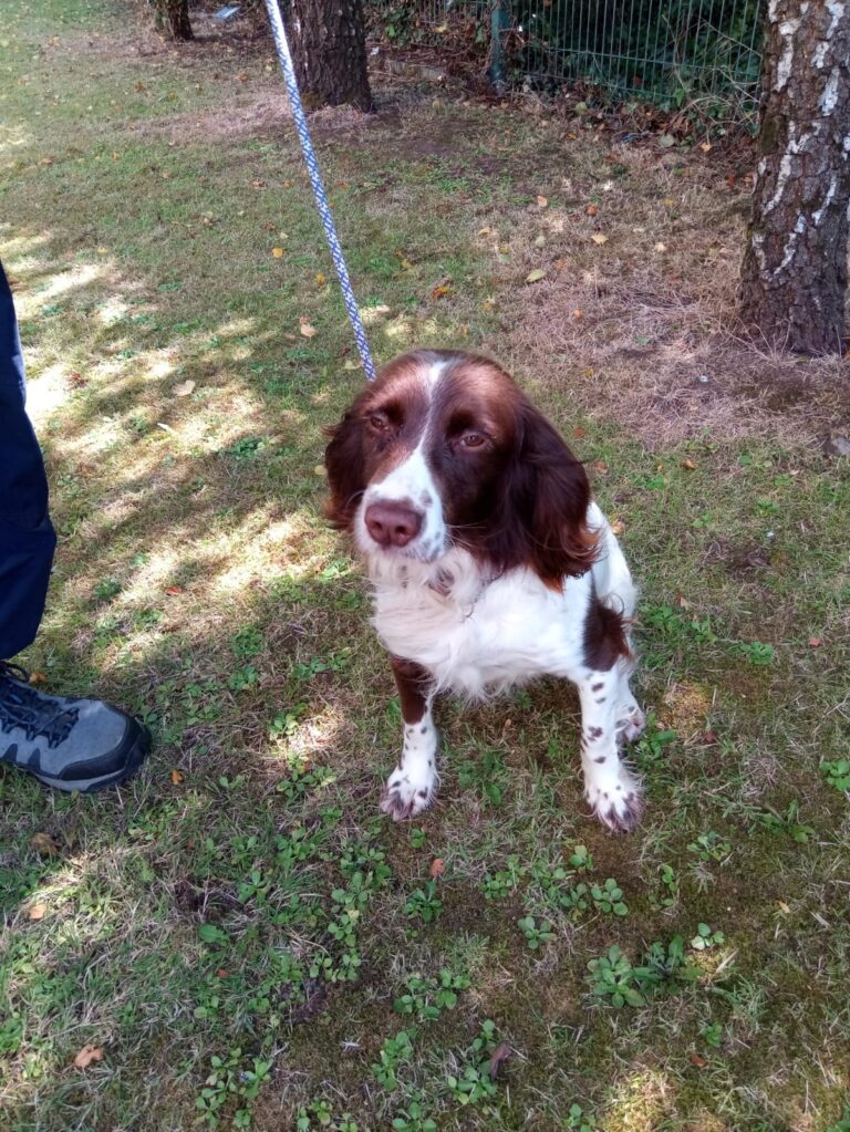 Gardaí seize ten dogs believed to be stolen following search in Rathkeale