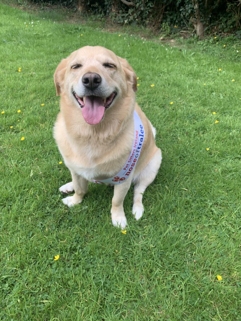 Could Alfie be the new Nose of Tralee?
