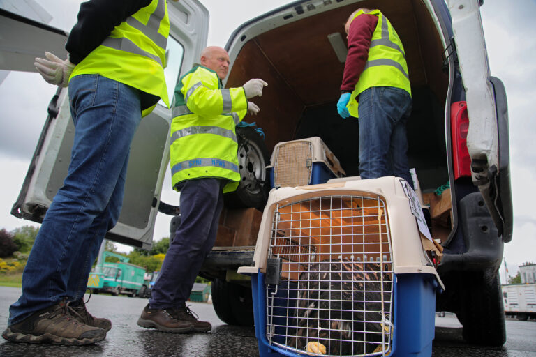 Sea eagles soar in Glin