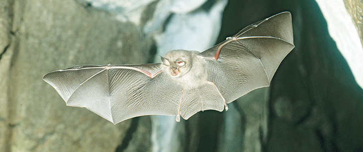 Let’s Go Bats – Limerick’s Lesser Horseshoe Bats