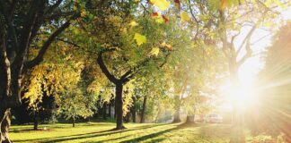 green trees during daytime