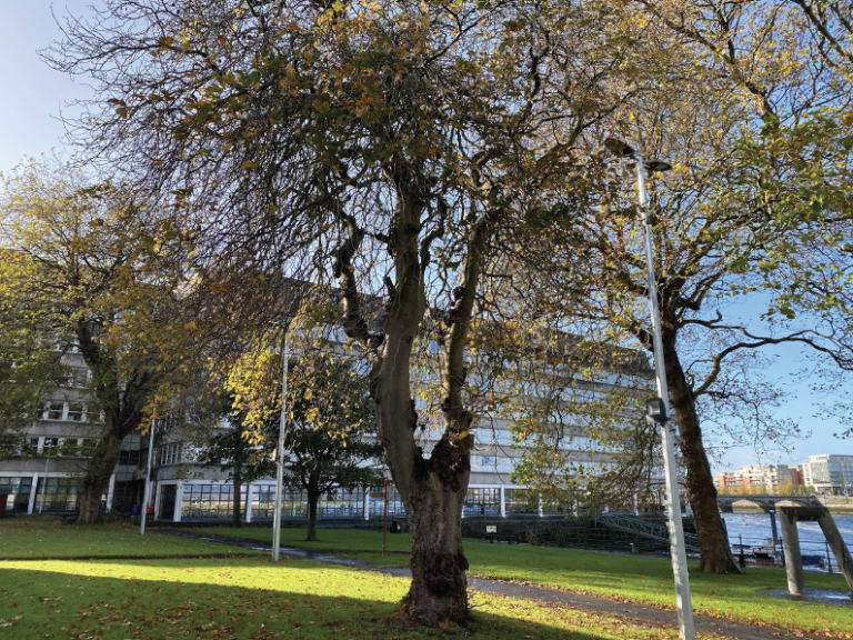 Public consultation over removal of  Hunt Museum trees for public safety