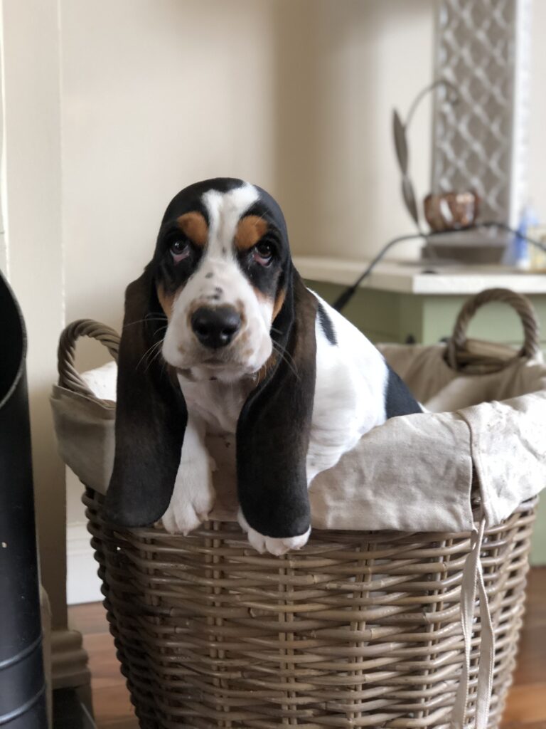 Voting now open for Limerick’s 2020 Puppy of the Year