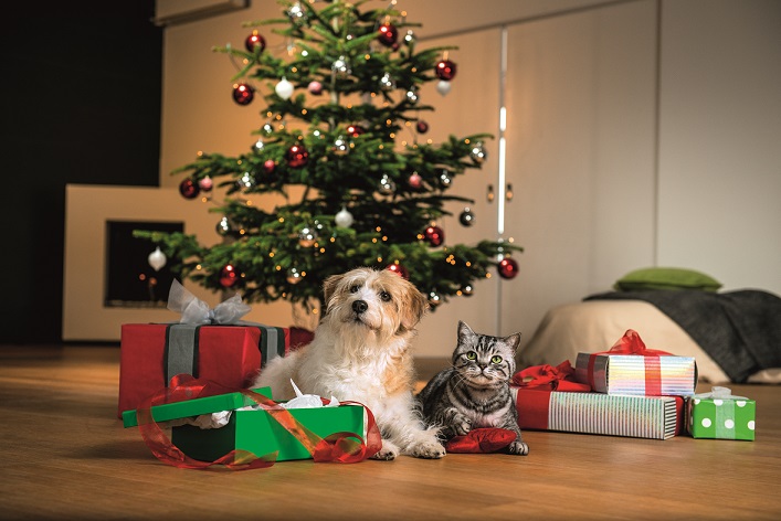 Festive decoration dangers lying in wait for your pet