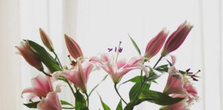 white and pink petaled flower