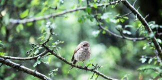 brown bird on tree stem