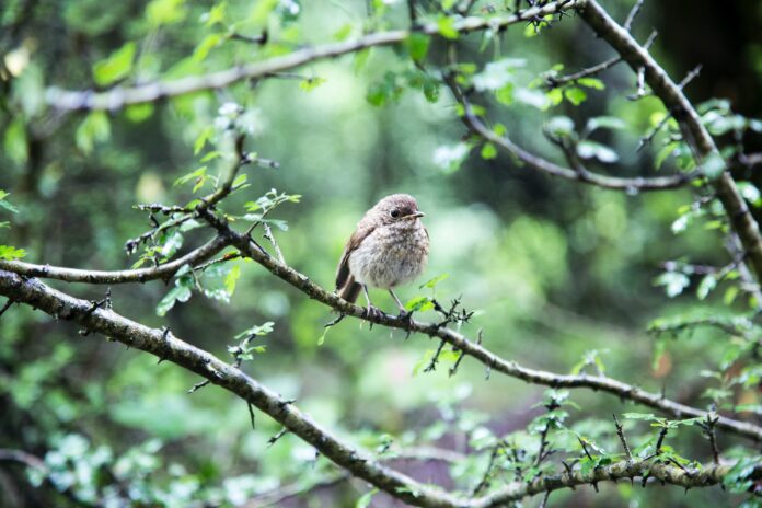 brown bird on tree stem
