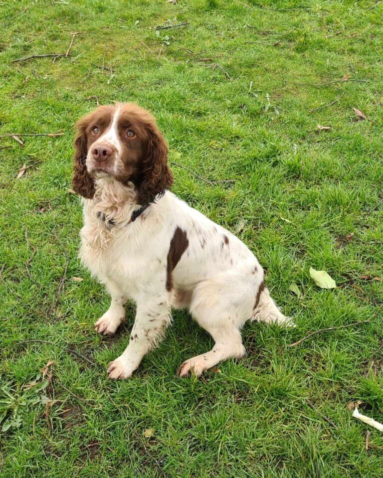 €17,500 Cocaine Seized and Two Men Arrested College Court, Castletroy Co.Limerick