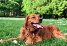 golden retriever lying on green grass field during daytime