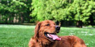 golden retriever lying on green grass field during daytime