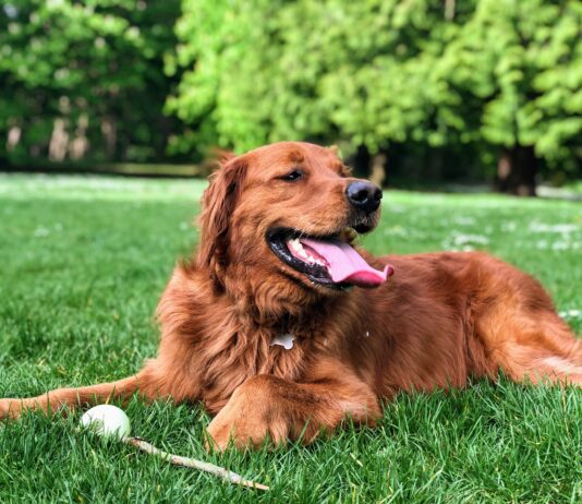 golden retriever lying on green grass field during daytime