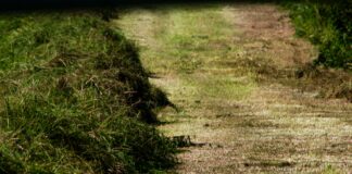 green grass field during daytime