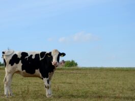 white and black cow on green grass field during daytime