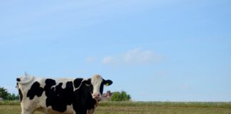 white and black cow on green grass field during daytime