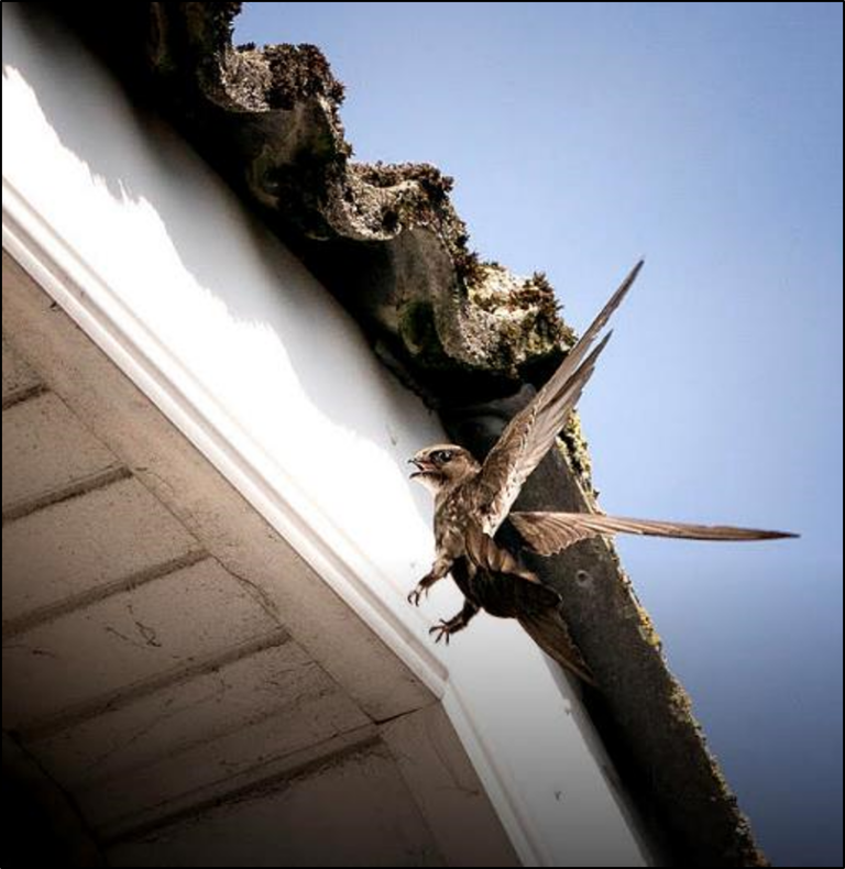 Swift measures – new multi-stakeholder conservation project for Swifts underway