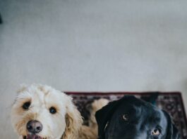 two dogs sitting on maroon area rug