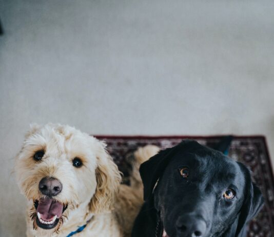 two dogs sitting on maroon area rug