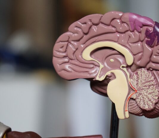 brown brain decor in selective-focus photography