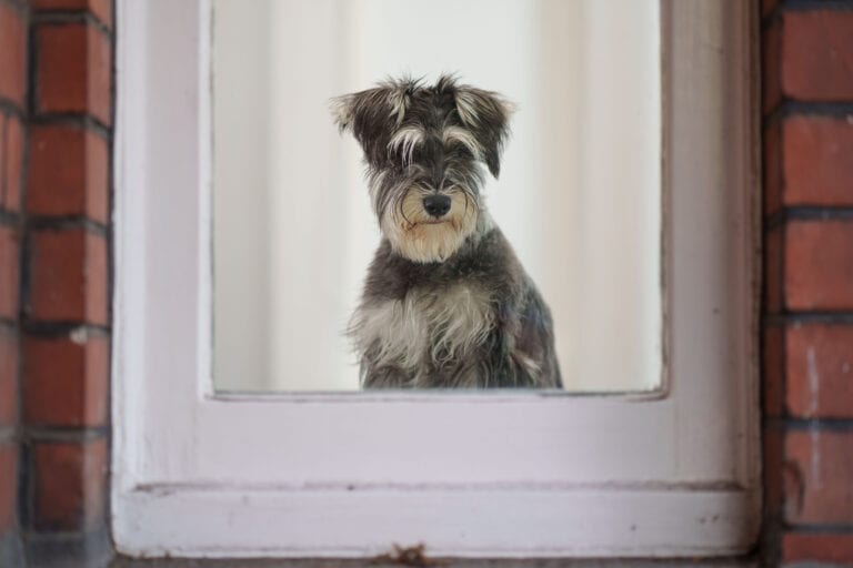 212% increase in requests from people looking to surrender their dog