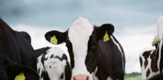 white and black cow on green grass field during daytime