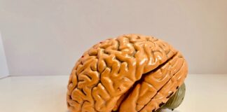 human brain figurine