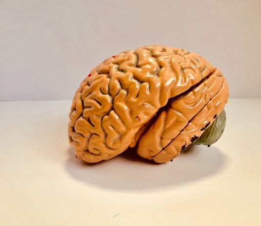 human brain figurine
