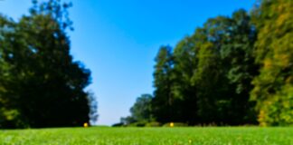 white golf ball on top of green grass field surrounded by green leaf trees