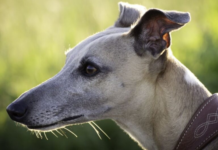 Row sparks over “grossly inaccurate” post primary school textbook article on greyhound racing